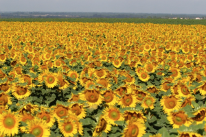 tournesol